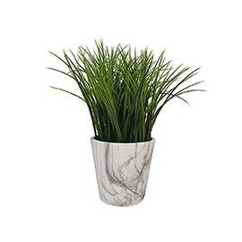 PLANTA DECORATIVA PASTO LARGO VERDE