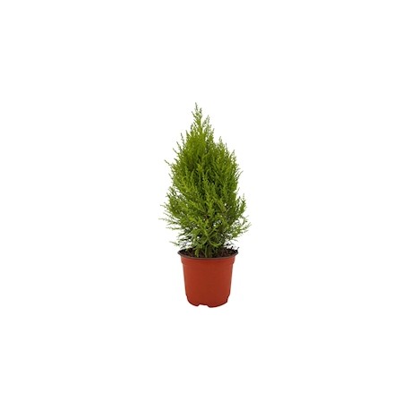 ÁRBOL NATURAL CEDRO LIMÓN 50 X 23 CM CON MACETA DE PLÁSTICO