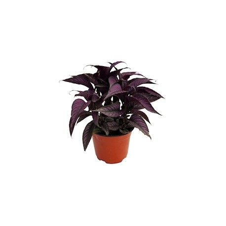 PLANTA ESCUDO PERSA NATURAL MORADO 30 X 25 CM