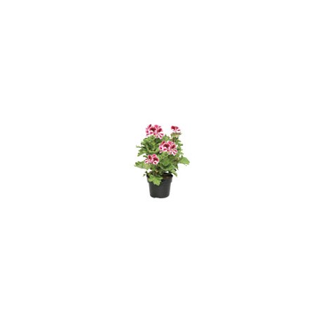 PLANTA GERANIO REGAL 6"