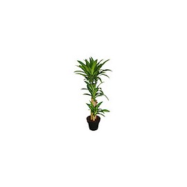PLANTA PALO DE BRASIL 3 X11"