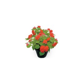 PLANTA IMPATIENS WALLERIANA 6 PG VARIOS COLORES FL