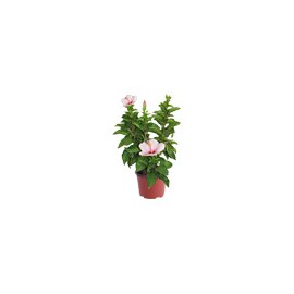 PLANTA TULIPAN MEXICANO 8"