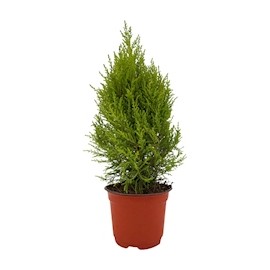 ÁRBOL NATURAL CEDRO LIMÓN 50 X 23 CM CON MACETA DE PLÁSTICO