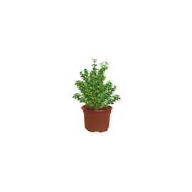 PLANTA ÁRBOL DE LA ABUNDANCIA 6"