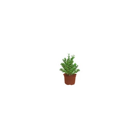 PLANTA ÁRBOL DE LA ABUNDANCIA 6"