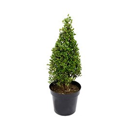 PLANTA NATURAL PINO 85 CM CON MACETA DE PLÁSTICO