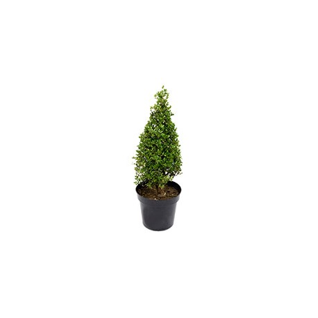 PLANTA NATURAL PINO 85 CM CON MACETA DE PLÁSTICO