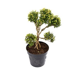 PLANTA NATURAL BONSAI 85 CM CON MACETA DE PLÁSTICO