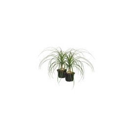 PLANTA PATA DE ELEFANTE 6"