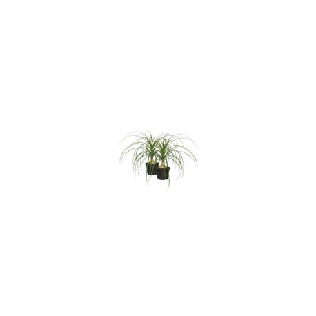 PLANTA PATA DE ELEFANTE 6"