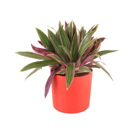 ARREGLO ROEO MACETA COLORES 6"