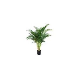 PALMA AREKA 10 L