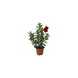PLANTA DIPLADENIA 6"