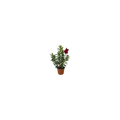 PLANTA DIPLADENIA 6"