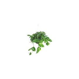 PLANTA TELÉFONO COLGANTE
