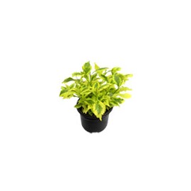 PLANTA DURANTA GOLD 6 PG VERDE LIMÓN FLORAMUNDO