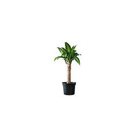 PLANTA PALO DE BRASIL 15 CM
