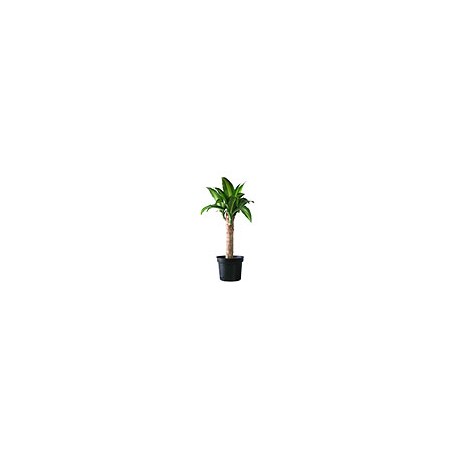 PLANTA PALO DE BRASIL 15 CM