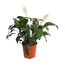 PLANTA NATURAL CUNA DE MOISÉS 55 X 35 CM CON MACETA DE PLÁSTICO