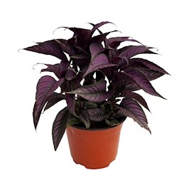 PLANTA ESCUDO PERSA NATURAL MORADO 30 X 25 CM