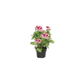 PLANTA GERANIO REGAL 6"