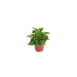 PLANTA TELEFONO 6"
