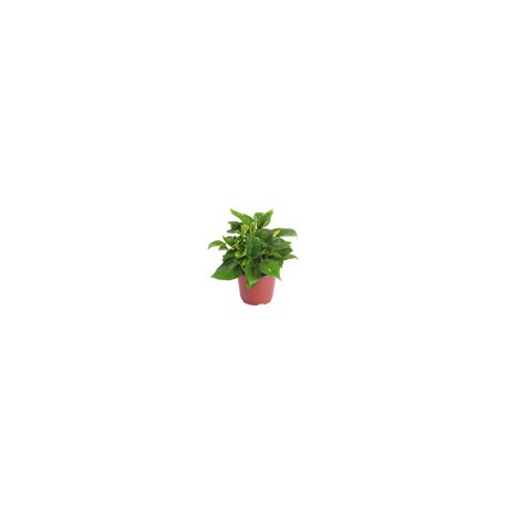 PLANTA TELEFONO 6"