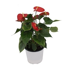 PLANTA NATURAL ANTHURIUM CON MACETA DE PLÁSTICO