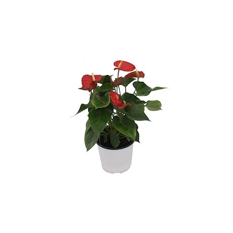 PLANTA NATURAL ANTHURIUM CON MACETA DE PLÁSTICO
