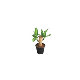 PLANTA PALO DE BRASIL 4"