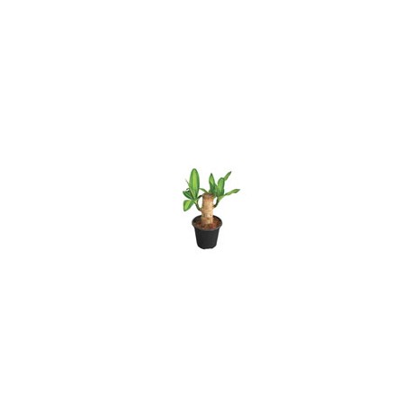 PLANTA PALO DE BRASIL 4"
