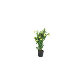 PLANTA MANDEVILLA 7"