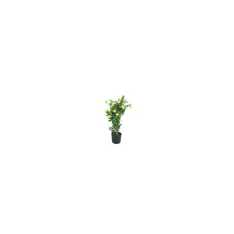 PLANTA MANDEVILLA 7"
