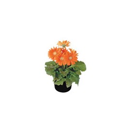 PLANTA GERBERA 6"