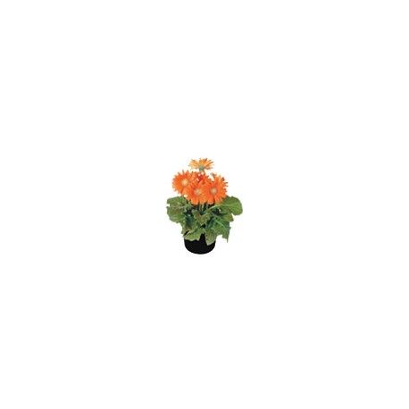 PLANTA GERBERA 6"