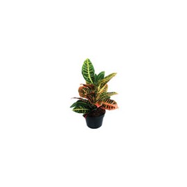 PLANTA CROTO PETRA 6"