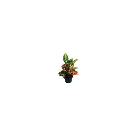 PLANTA CROTO PETRA 6"