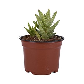 PLANTA SUCULENTA DE 4 PULGADAS CON MACETA DE PLÁSTICO