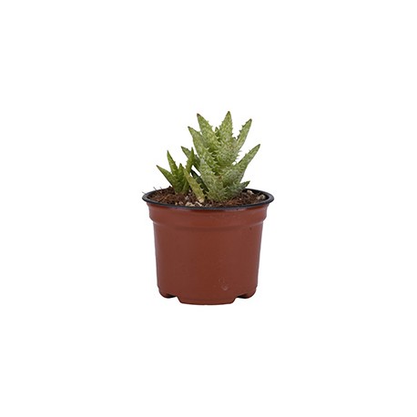 PLANTA SUCULENTA DE 4 PULGADAS CON MACETA DE PLÁSTICO