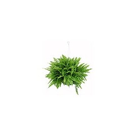 PLANTA HELECHO COLGANTE