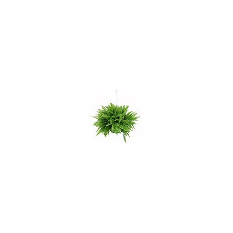 PLANTA HELECHO COLGANTE