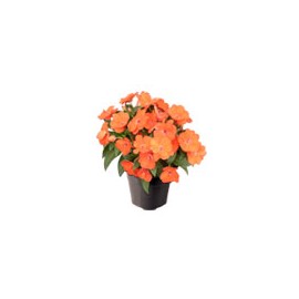 PLANTA BELÉN NUEVA GUINEA 6"