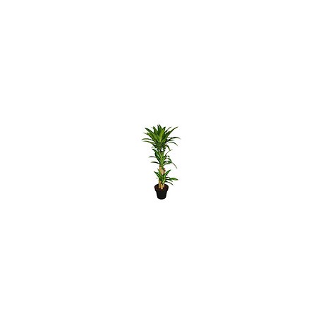 PLANTA PALO DE BRASIL 3 X11"