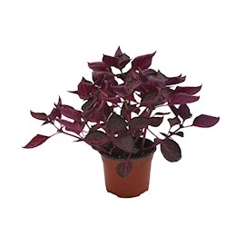 PLANTA NATURAL IRESINE 31 X 26 CM CON MACETA DE PLÁSTICO