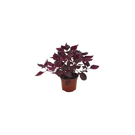 PLANTA NATURAL IRESINE 31 X 26 CM CON MACETA DE PLÁSTICO