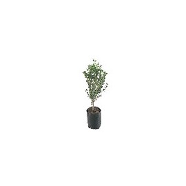 PLANTA BOXUS ARRAYAN NATURAL VERDE 13 X 44 CM