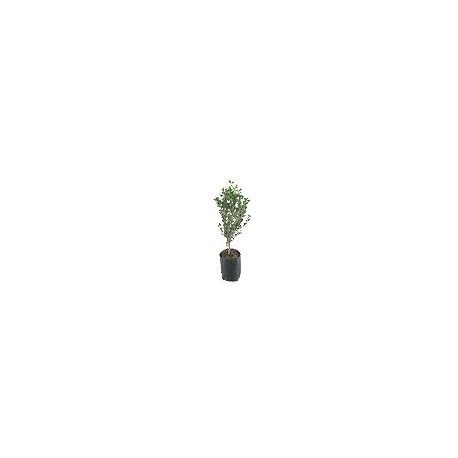 PLANTA BOXUS ARRAYAN NATURAL VERDE 13 X 44 CM