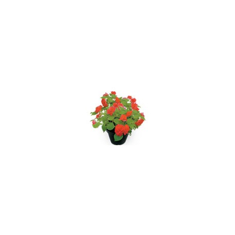 PLANTA IMPATIENS WALLERIANA 6 PG VARIOS COLORES FL