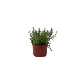 PLANTA TOMILLO 4 PG VERDE FLORAMUNDO
